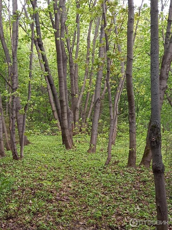 Парк лесоводов Башкортостана (Россия, Уфа) фото