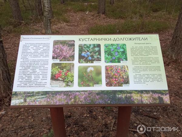 Экологическая тропа Сестрорецкое болото (Россия, Ленинградская область) фото