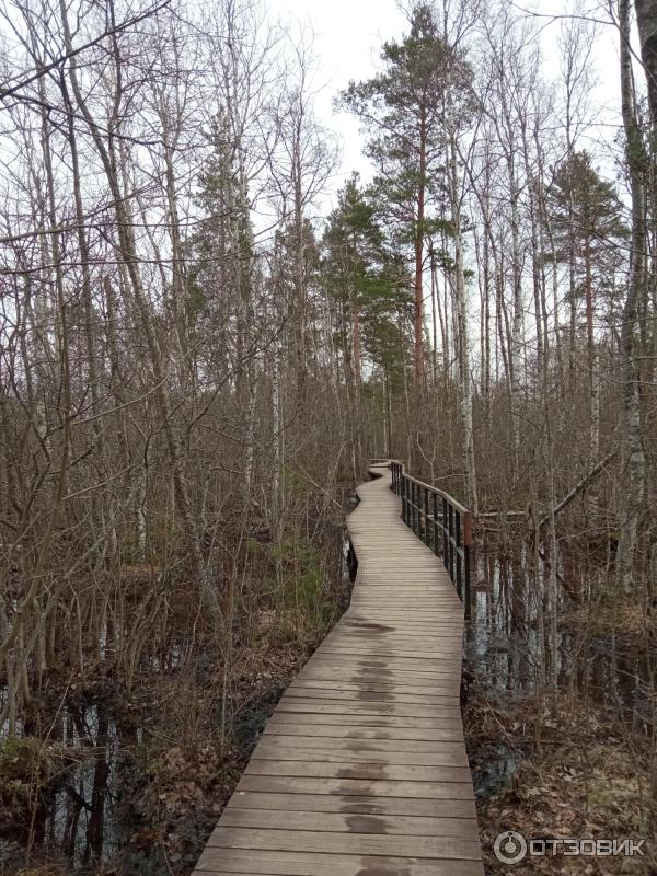 Экологическая тропа Сестрорецкое болото (Россия, Ленинградская область) фото