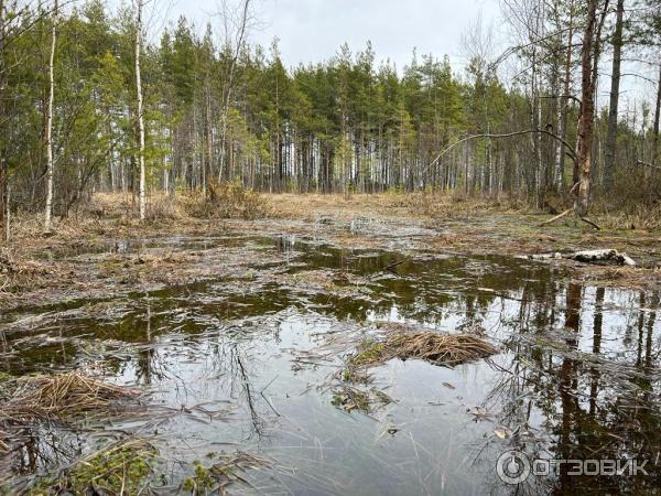 Экологическая тропа Сестрорецкое болото (Россия, Ленинградская область) фото