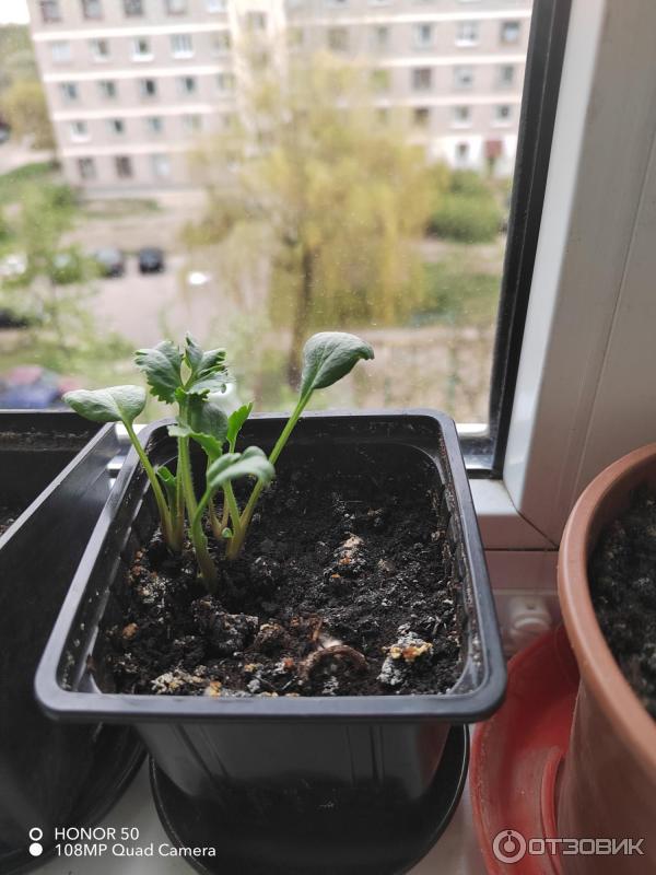 Ранункулюс