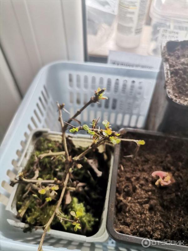 Через неделю