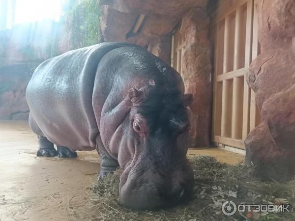 Бегемот в зоопарке. Калининградский зоопарк бегемот. Бегемот в казанском зооботсаду 1971. Бегемот чебоксары пивной бар. Гиппопотамы московского зоопарка.