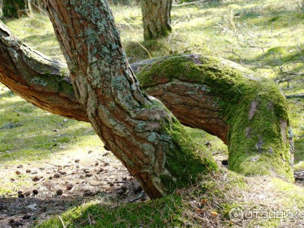 Экскурсия на Куршскую косу с турфирмой Юнона