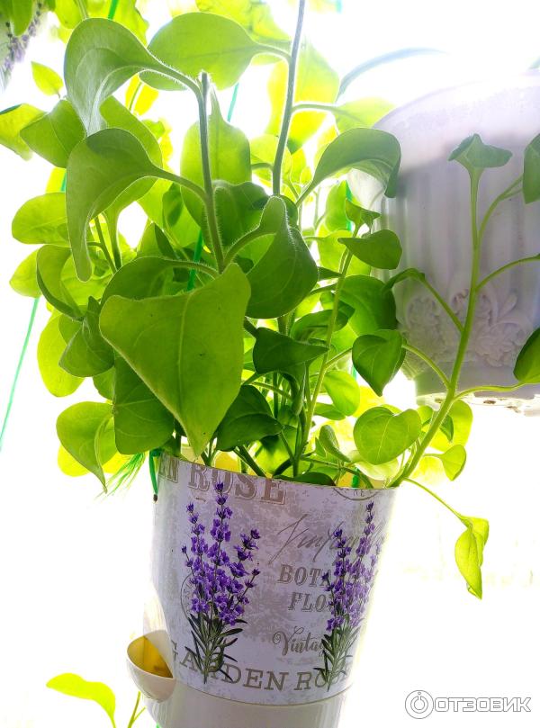 Грунт для рассады Родная Земля фото