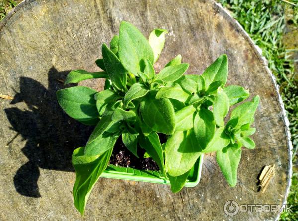Грунт для рассады Родная Земля фото