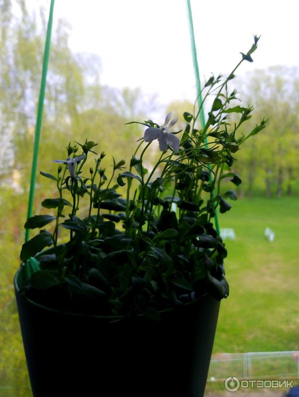 Грунт для рассады Родная Земля фото