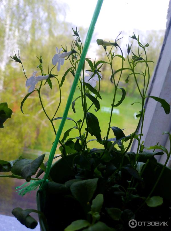 Грунт для рассады Родная Земля фото