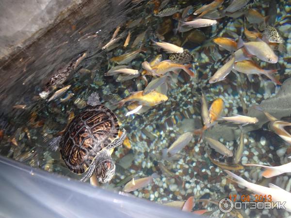 Аквариум в ТРЦ Dubai Mall (ОАЭ, Дубай) фото