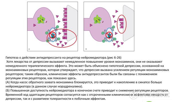 Нейромедиатора сразу становится много, но рецепторы ещё не адаптировались