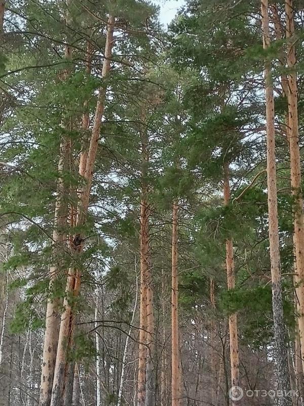 Санаторий-профилакторий Ромашкино (Россия, Татарстан) фото