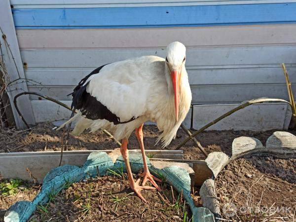 Музей Дом природы (Россия, Козельс) к фото