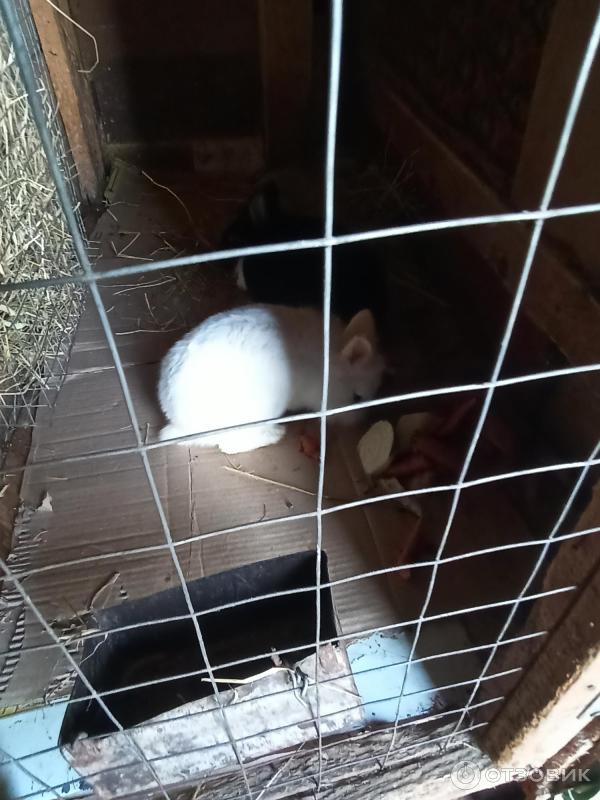 Музей Дом природы (Россия, Козельс) к фото