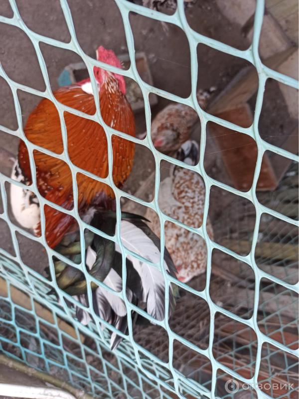 Музей Дом природы (Россия, Козельс) к фото