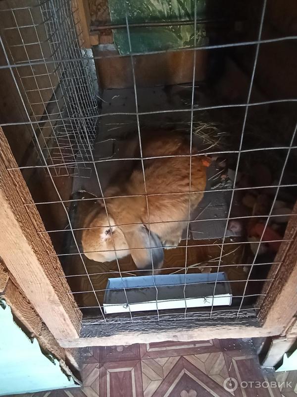 Музей Дом природы (Россия, Козельс) к фото