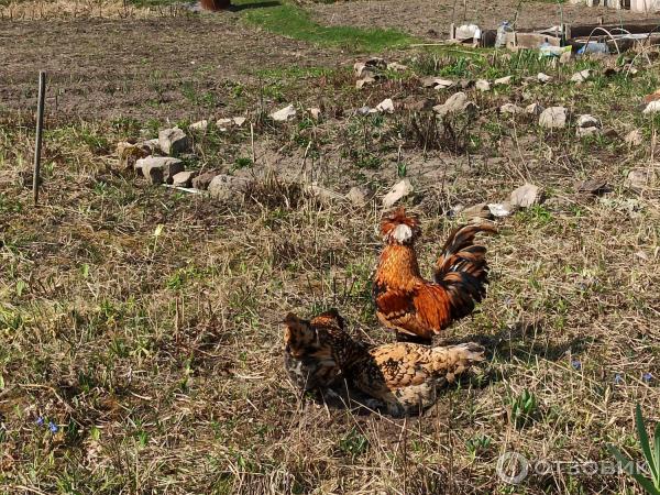 Музей Дом природы (Россия, Козельс) к фото