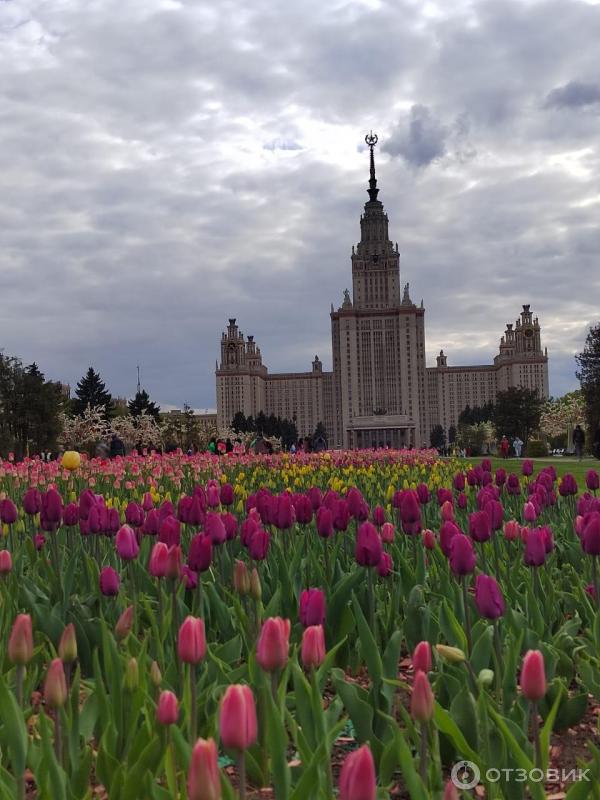 Московский государственный университет им. Ломоносова (Россия, Москва) фото