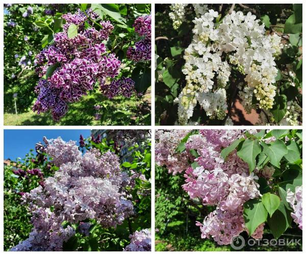 Сирень Красавица Москвы Купить Саженцы В Москве