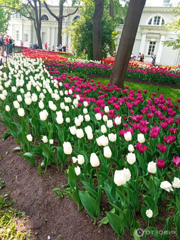 Фестиваль тюльпанов на Елагином острове (Россия, Санкт-Петербург) фото