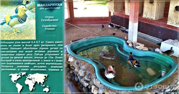 Отдых в Имеретинской низменности (Россия, Сочи) фото