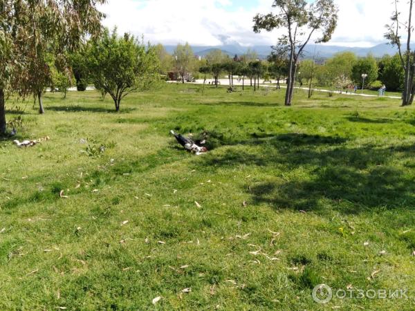 Отдых в Имеретинской низменности (Россия, Сочи) фото