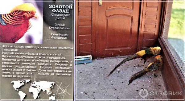 Отдых в Имеретинской низменности (Россия, Сочи) фото