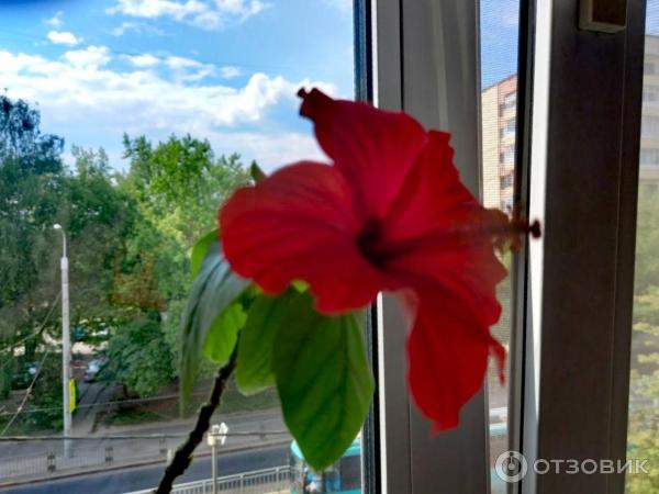 Удобрение жидкое СТК Гумат калия с микроэлементами фото