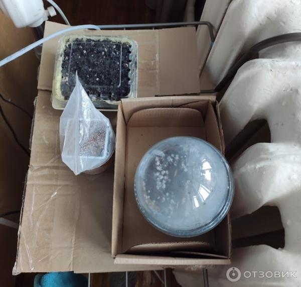 Отзыв о Набор для выращивания Стильные горшочки "Литопсы" | Ничего не ...