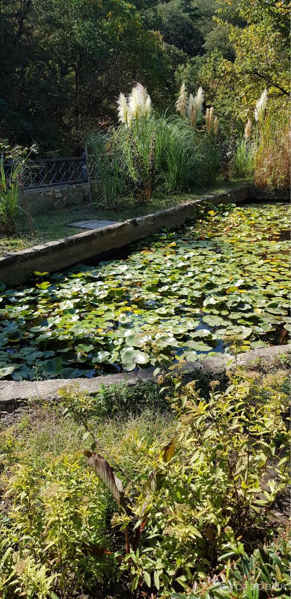 Ботанический сад (Грузия, Тбилиси) фото