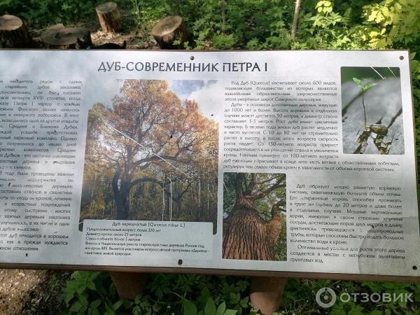 Экотропа лукоморье в лисьем. Экотропа Лукоморье в Лисьем носу. Тропа раздумий Кенозерский национальный парк. Кенозерский национальный парк тропа муравьев. Экотропа у Лукоморья.
