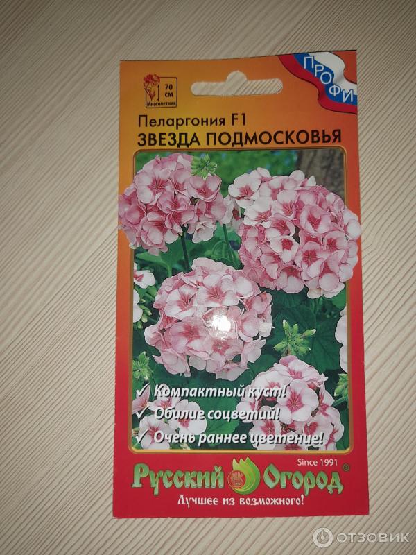 Пеларгония Звезда Подмосковья Фото