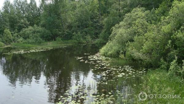 Озеро Вуокса (Россия, Приозерск) фото