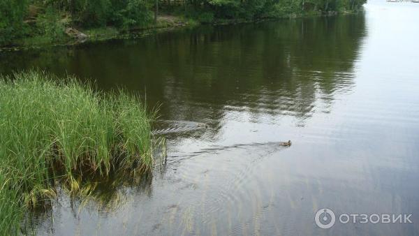 Озеро Вуокса (Россия, Приозерск) фото