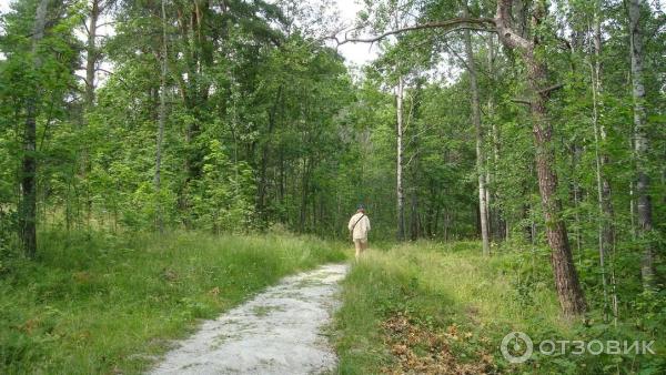 Экологический маршрут Остров Каменистый (Россия, Приозерск) фото