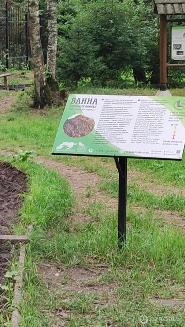 Пень Чеховской липы в Звенигороде. Интересные места в Чехове. Босоногая тропа Лосиный остров. Эко тропа Лосиный остров.