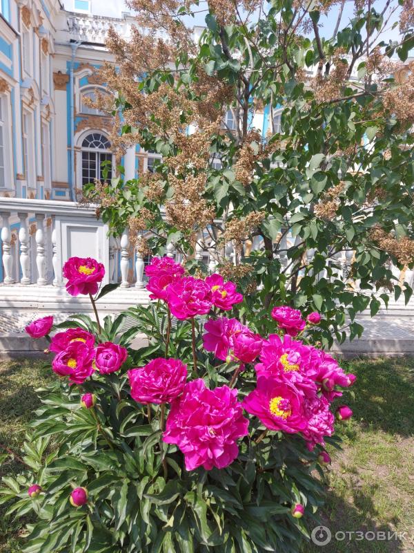 Екатерининский парк в городе Пушкин (Россия, Санкт-Петербург) фото