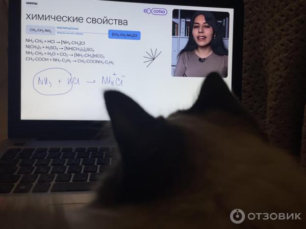 Онлайн-школа СОТКА по подготовке ЕГЭ и ОГЭ фото