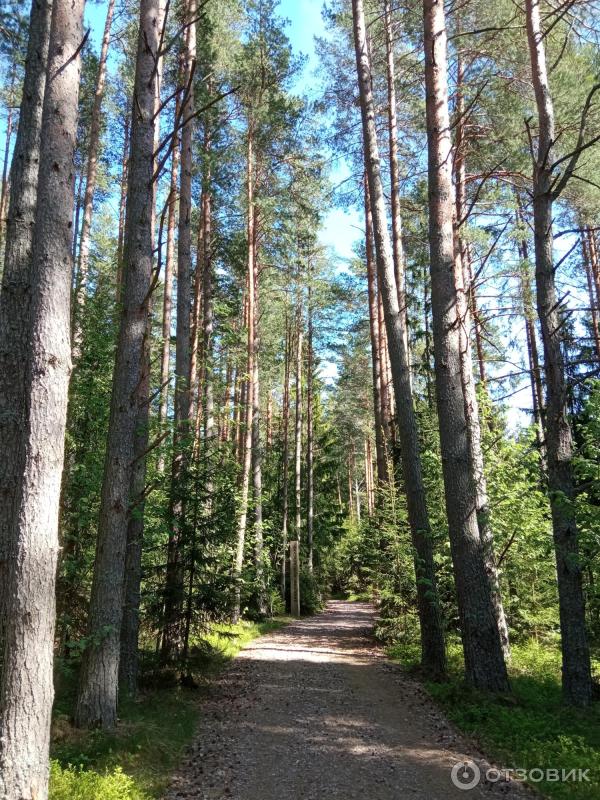 Экотропа Долина реки Выбья и Лужская губа (Россия, Санкт-Петербург) фото