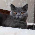 Корм для стерилизованных кошек AJO фото