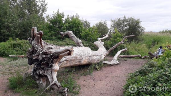 Экотропа лукоморье в лисьем. Экотропа Лукоморье в Лисьем носу. Экотропа у Лукоморья Санкт-Петербург. Эко тропа Лисий нос. Экотропа у Лукоморья.