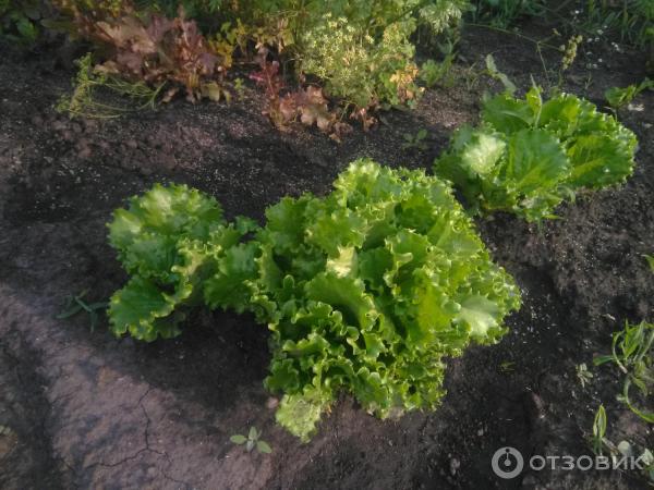 Салат Гранд Рапидс Купить Семена В Воронеже