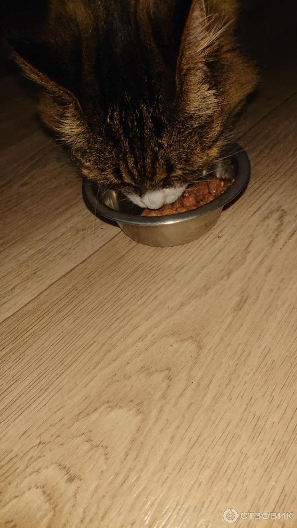 Отзыв о Корм для кошек Twinky | неплохой корм по низкой цене