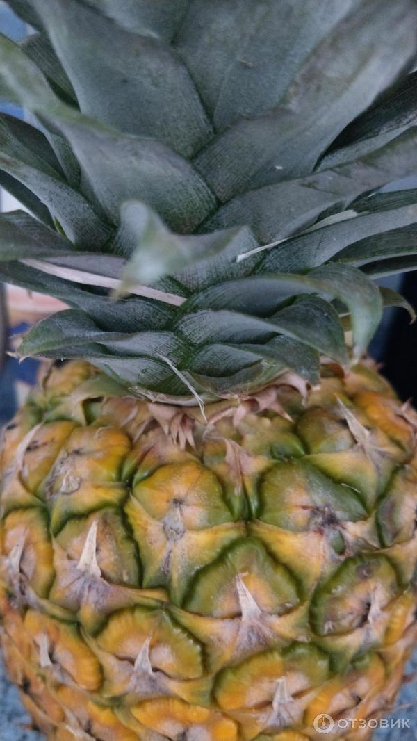frunet-ready-to-eat