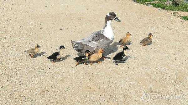 Парк Озера (Россия, Владивосток) фото
