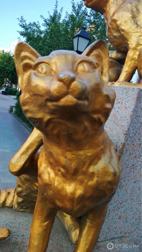 Сквер сибирских кошек тюмень
