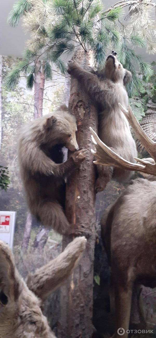 Новокузнецкий краеведческий музей (Россия, Новокузнецк)