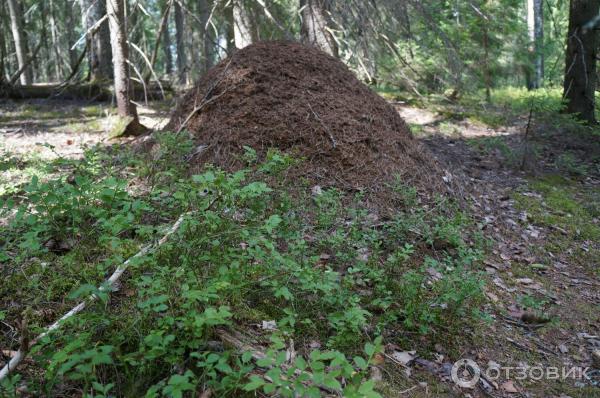 Национальный парк Валдайский (Россия, Новгородская область) фото