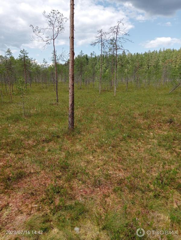 Национальный парк Валдайский (Россия, Новгородская область) фото