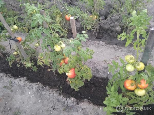 Томат волгоградские зори отзывы фото. Томат волгоградские зори. Волгоградские зори томат фото. Волгоградские зори томат описание. Помидоры волгоградские зори фото рассады и описание сорта.