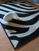 Компания "Доктор ковров" (Россия, Санкт-Петербург) фото